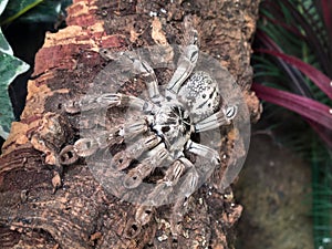 Heteroscodra maculata