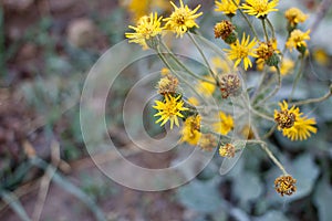 HETEROTHECA GRANDIFLORA BLOOM - RED ROCK CP MRCA - 030421 C