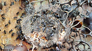Heterotrigona itama bee colonies