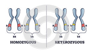 Heterozygous vs homozygous parent gene differences comparison outline diagram