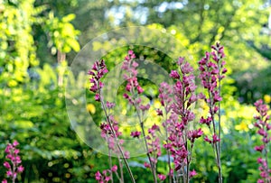 Heuchera alumroot or coral bells blossom in the summer garden