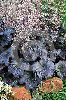 Heuchera autumn perennial plant on the garden bed