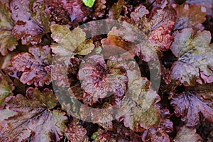 Heuchera `Chocolate Ruffles` closeup in summer garden