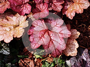 Heuchera `Encore`