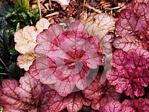 Heuchera `Encore`