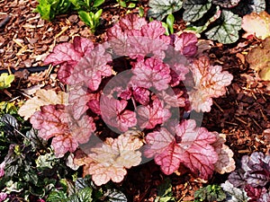 Heuchera `Encore`