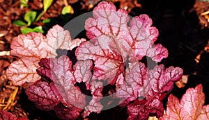 Heuchera `Encore`