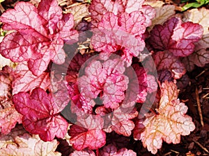 Heuchera `Encore`