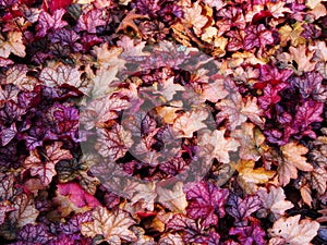 Heuchera `Encore`