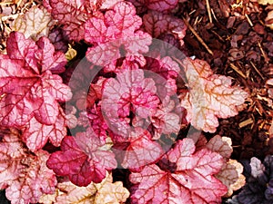 Heuchera `Encore` photo