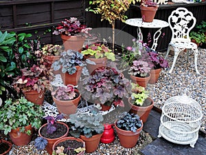 Heuchera garden