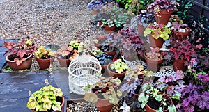 Heuchera garden