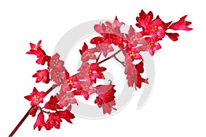 Heuchera Sanguinea photo