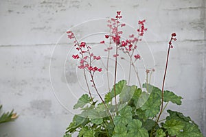 Heuchera sanguinea in a flower pot