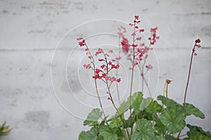 Heuchera sanguinea in a flower pot