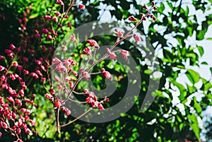 Heuchera sanguinea. Heuchera sanguinea on the flower bed in the