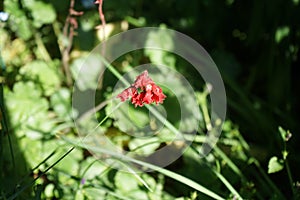 Heuchera sanguinea `LeuchtkÃ¤fer` in the garden in early June. Berlin, Germany