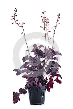 Heuchera in studio