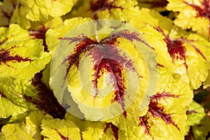 Heucherella 'Catching Fire