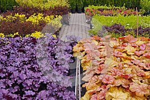 Heucherella, an extremely popular, evergreen garden plant. Heucherella and Tiarella crossword. It occurs in many colors and shapes