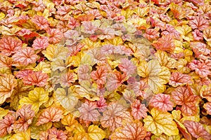 Heucherella, an extremely popular, evergreen garden plant. Heucherella and Tiarella crossword. It occurs in many colors and shapes