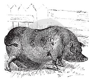 Heude`s Pig or Indochinese Warty Pig or Vietnam Warty Pig or Sus bucculentus vintage engraving