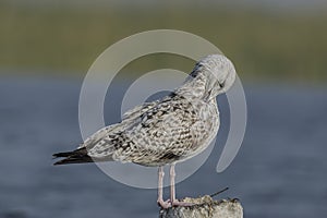 Heuglin`s gull Larus fuscus heuglini preening closeup. photo
