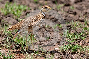 Heuglin's (Three-banded) Courser