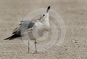 Lesser-black backed gull juvenile