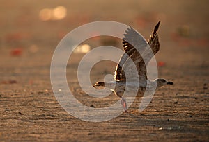 Heuglins gull juvenile taking flight
