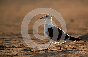 Heuglins gull during sunrise