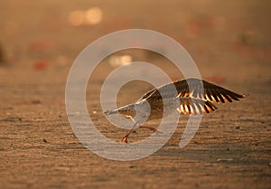 Heuglins gull takeoff in the morning