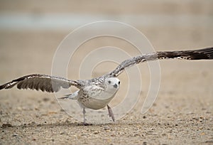 Heuglins gull taking flight