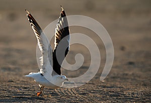 Heuglins gull taking flight