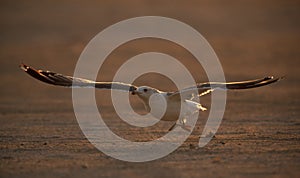 Heuglins gull taking flight in the morning