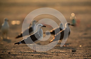 Heuglins gulls in the morning