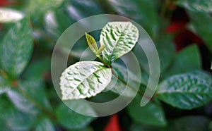 Heuras tulang leaf or Chloranthus officinalis photo