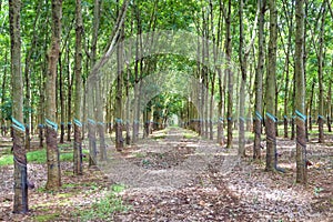 Hevea palm plantations used in agriculture to produce natural rubber, and furniture manufacturing