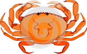 Red crab sand beach animal with white background