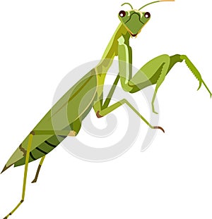 Green praying mantis insect animal vector