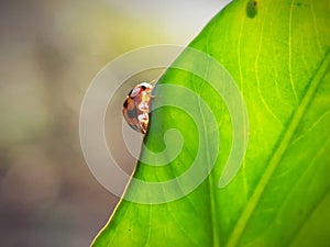 Hewan kecil diatas daun hijau photo