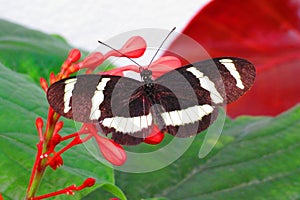 Hewitsons longwing black and white striped butterfly on red flower