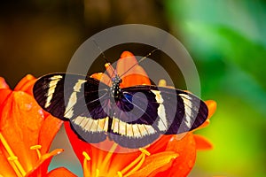 Hewitsons longwing butterfly in macro closeup, tropical insect specie from Costa Rica, America