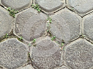 The hexagon paving blocks have green weeds growing in the gaps