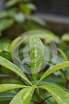 Hexagon water Rain drop in the Green Leaves bud area