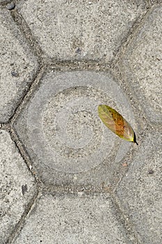 Hexagonal paving block and dried leaves