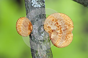 Hexagonal-pored Polypore on dead tree in Wisconsin