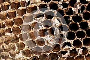 Close up empty honeycomb cells photo
