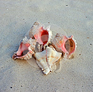 Hexaplex erythrostomus seashell, pink-mouthed murex photo