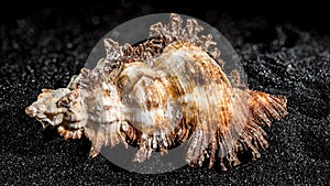 Hexaplex princeps shell on a black sand background photo